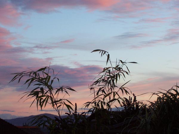 Bamboo Sunset 